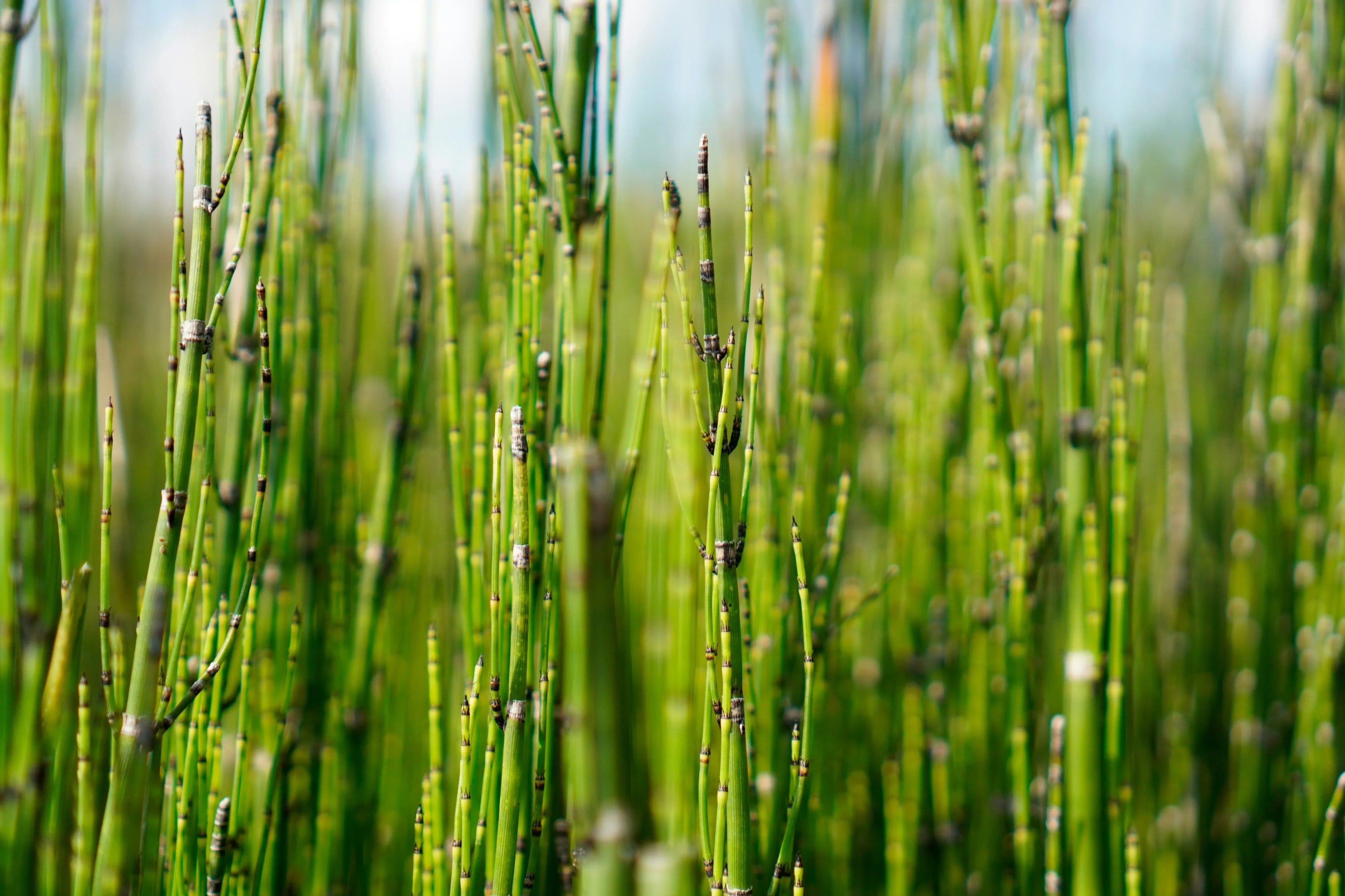 Horsetail for Hair Loss: Evidence, Safety, and How to Use It