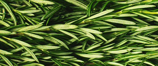 Rosemary for hair loss