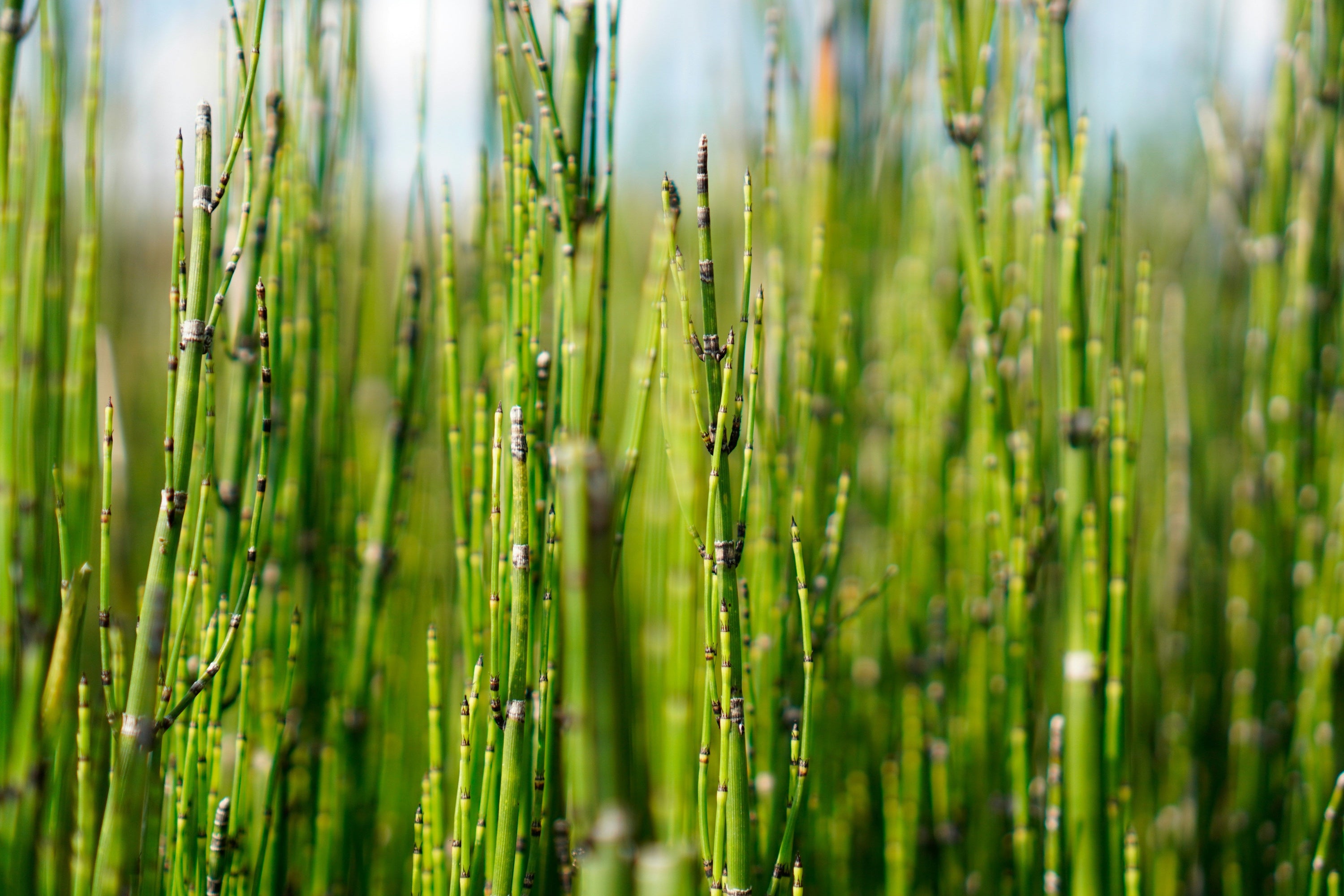 Horsetail for Hair Loss: Evidence, Safety, and How to Use It