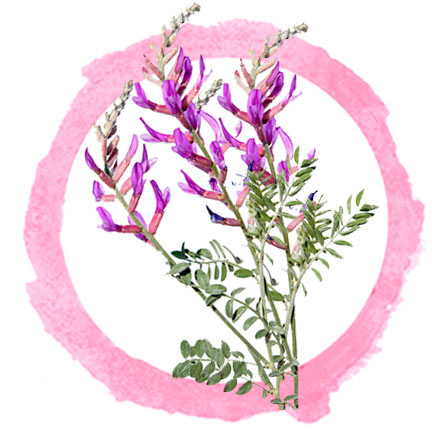 Astragalus Powder