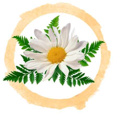 Chamomile leaves surrounded by brown circle