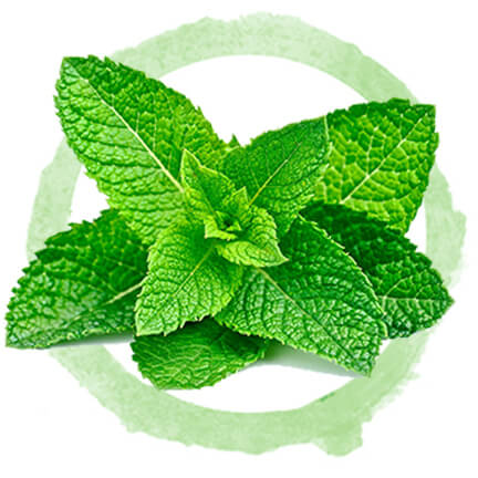 Peppermint leaves surrounded by green circle